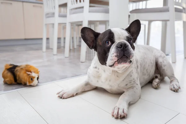 Bulldog Francese Casa Giocare Con Una Cavia — Foto Stock