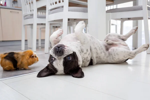 Fransk Bulldogg Hjemme Som Leker Med Marsvin – stockfoto