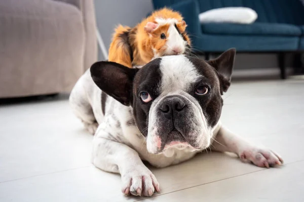 French Bulldog Home Playing Guinea Pig — Stock Photo, Image