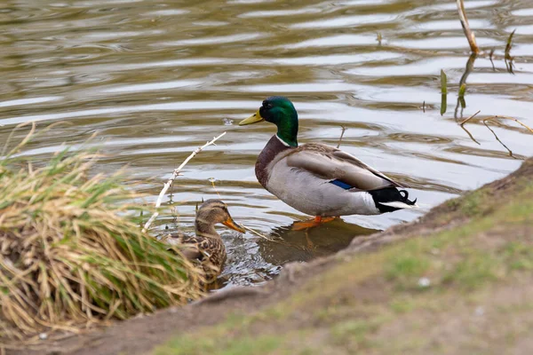 Canard Dans Parc Printemps Pologne — Photo