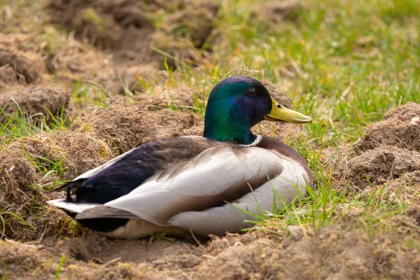 Eenden Het Park Lente Polen — Stockfoto