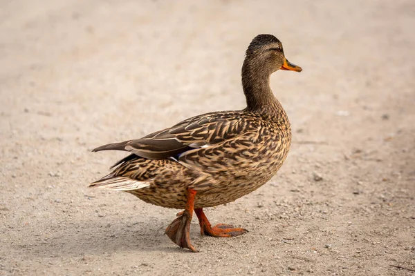 Canard Dans Parc Printemps Pologne — Photo