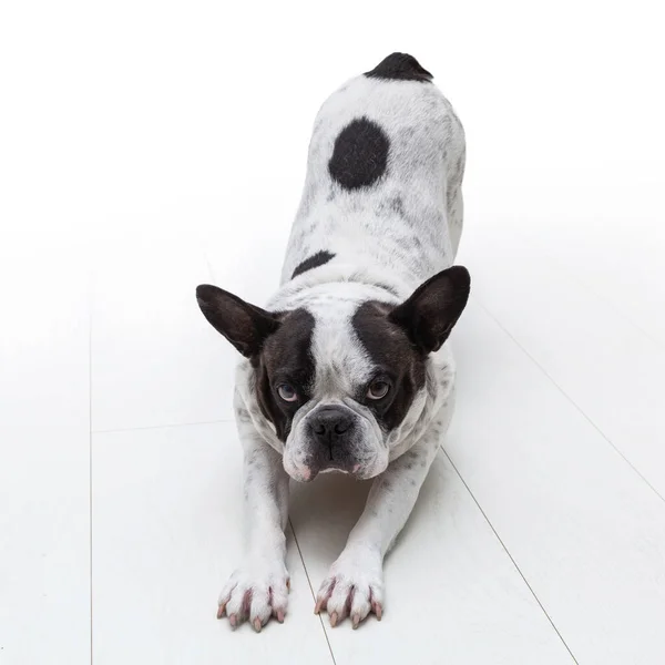 Adorable Bouledogue Français Sur Fond Blanc — Photo