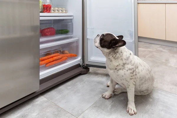 French Bulldog Standing Open Refrigerator Home — Stock fotografie