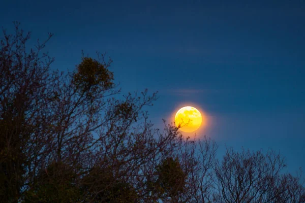 Luna Plină Peste Pădurea Întunecată — Fotografie, imagine de stoc