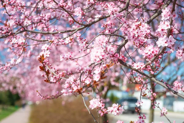 Çiçek Açan Bir Bahar Sokağı Pembe Kiraz Ağaçları — Stok fotoğraf