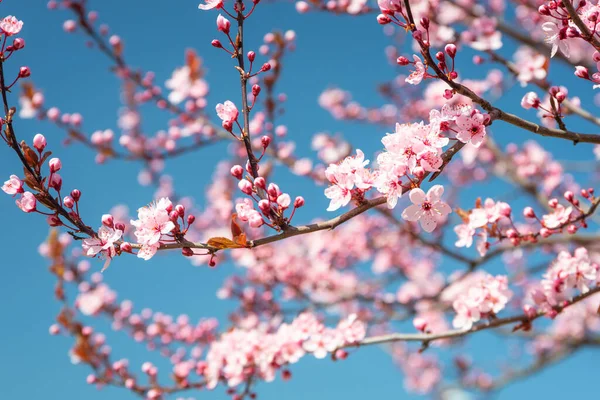 Spring Pink Blossom Cherry Trees Blue Sky — Stock Photo, Image