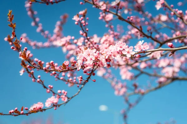 Çiçek Açan Bir Bahar Sokağı Pembe Kiraz Ağaçları — Stok fotoğraf