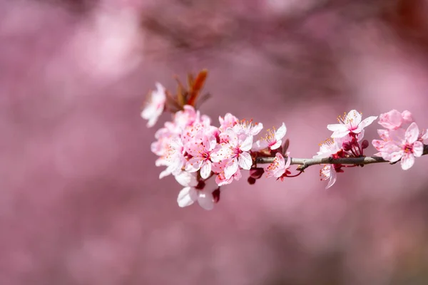 Spring Alley Blossom Pink Cherry Trees — Stock Photo, Image
