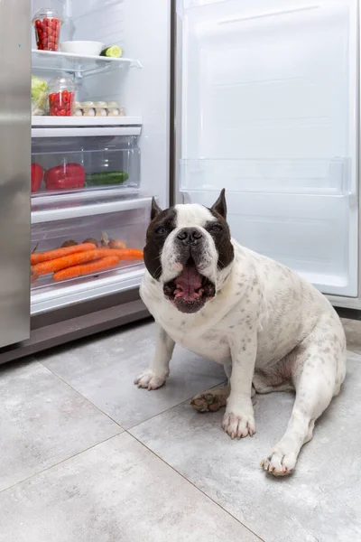 Bulldog Francês Sob Refrigerador Aberto Casa — Fotografia de Stock