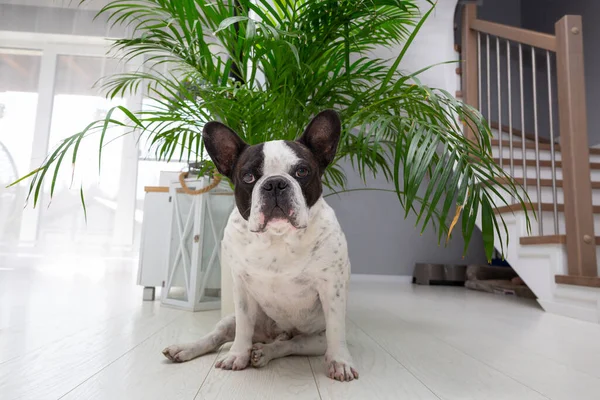 Adorabile Bulldog Francese Seduto Sotto Palma Casa — Foto Stock