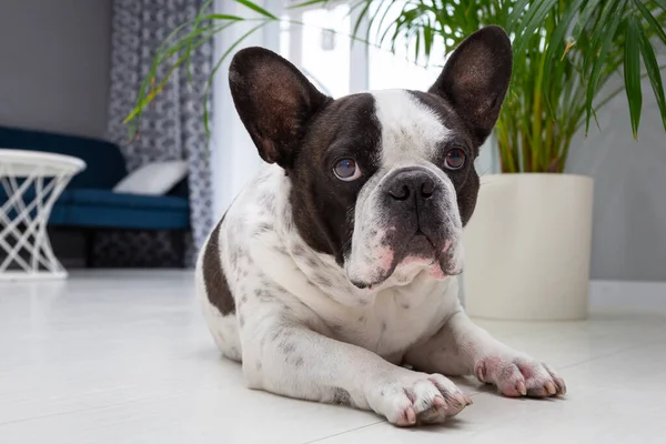 Sevimli Fransız buldoğu evdeki palmiye ağacının altında yatıyor.