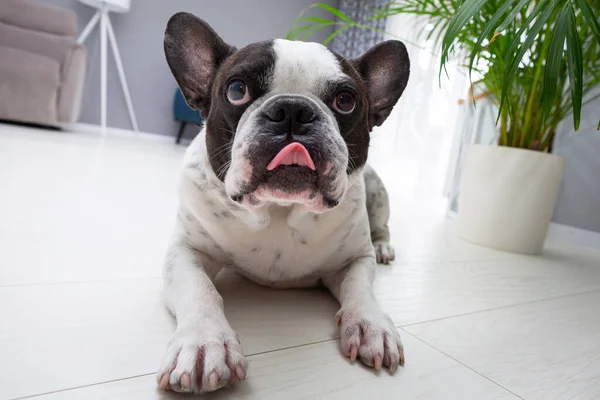 Adorable Bulldog Français Couché Sous Palmier Maison — Photo