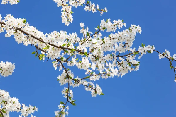 Frühling Mit Weißen Blühenden Apfelbäumen Über Dem Blauen Himmel — Stockfoto