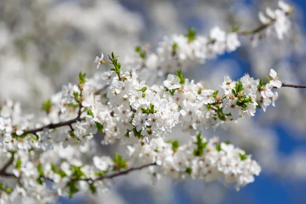 Spring White Blossom Apple Trees Blue Sky — Stock Photo, Image