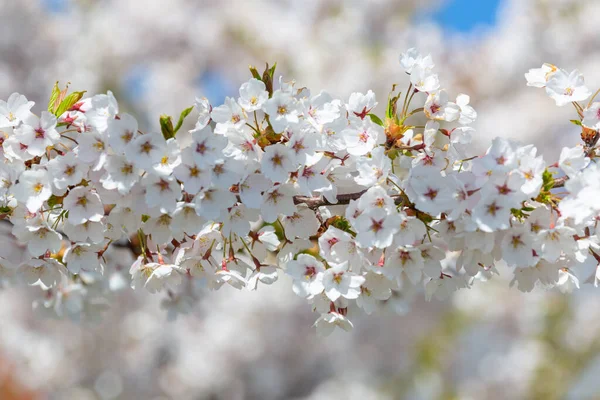 Tavasz Fehér Virágos Almafákkal — Stock Fotó