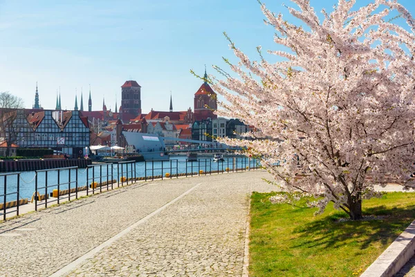 Våren Med Vita Blommor Äppelträd Gdansk Polen — Stockfoto