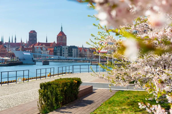Våren Med Vita Blommor Äppelträd Gdansk Polen — Stockfoto