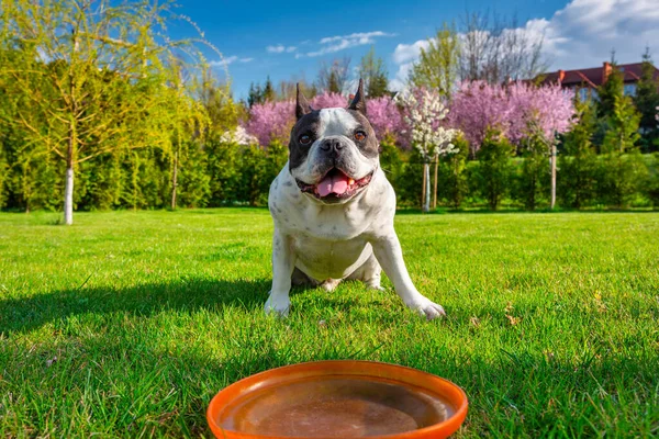 Bulldog Francés Jugando Con Disco Volador Jardín Soleado — Foto de Stock