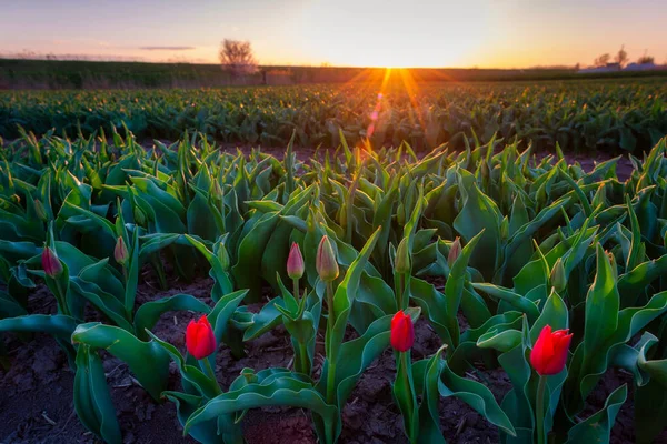 Pôr Sol Sobre Florescente Campo Tulipas Norte Polônia — Fotografia de Stock