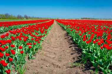 Güneşli günde açan kırmızı lale tarlası