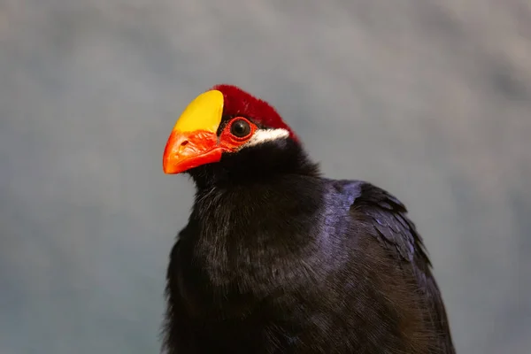 Fioletowy Ptak Turakowy — Zdjęcie stockowe