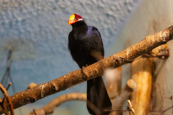 紫のトゥラコの鳥 — ストック写真