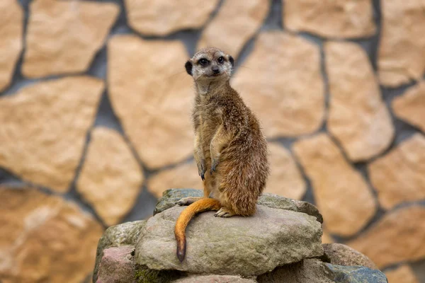Curioso Meerkat Zoológico — Foto de Stock