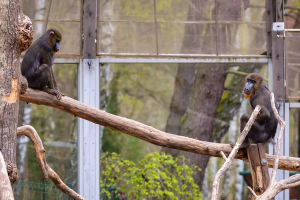 Monos Mandrill Zoológico —  Fotos de Stock