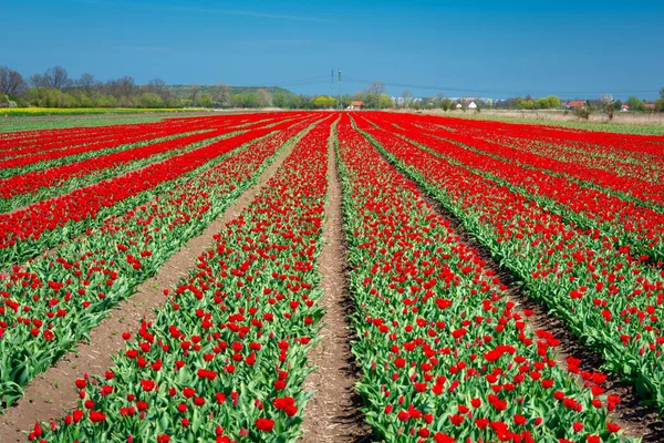 Güneşli günde açan kırmızı lale tarlası