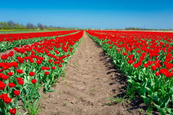 Güneşli günde açan kırmızı lale tarlası