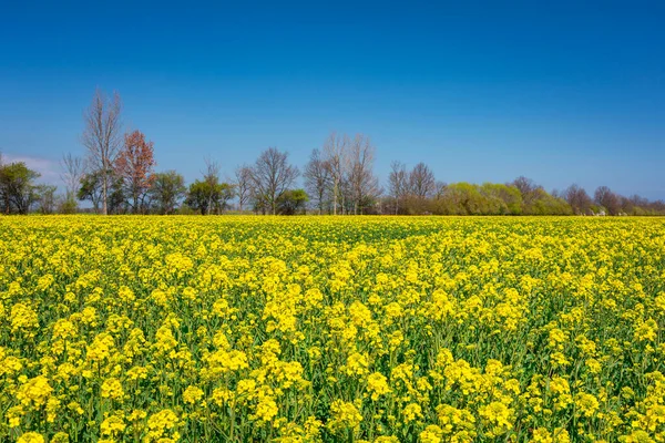 Beautiful Landscape Yellow Rapeseed Field Sunny Day Poland — Foto de Stock