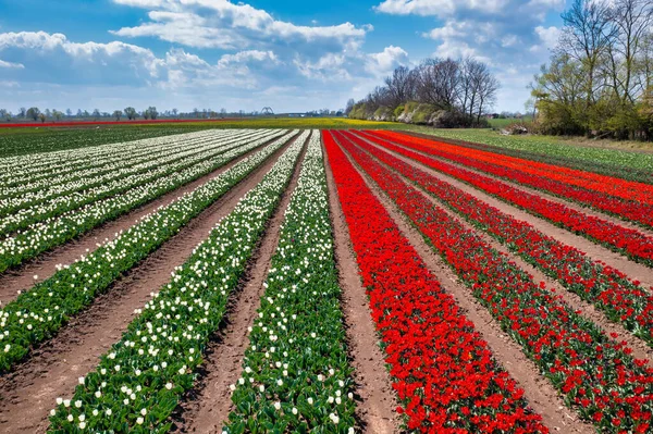 Polonya 'da açan lale tarlasında güneşli bir gün.