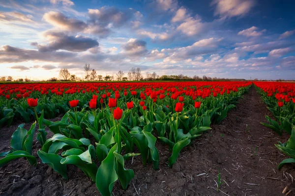 Sunset Blooming Tulip Field Northern Poland — Stok fotoğraf