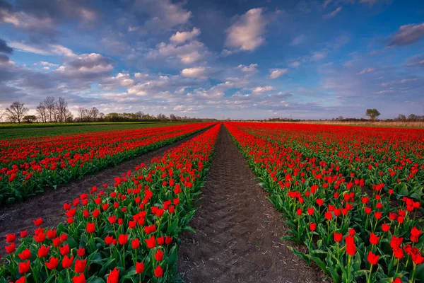 Pôr Sol Sobre Florescente Campo Tulipas Polônia — Fotografia de Stock