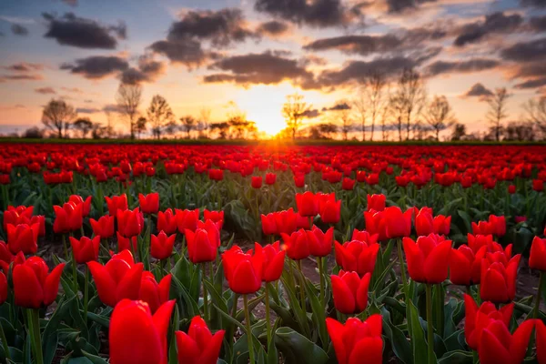 Coucher Soleil Sur Champ Tulipes Fleurs Pologne — Photo