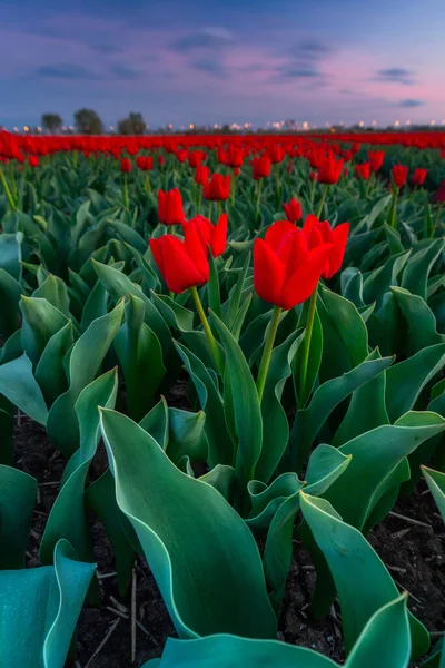Coucher Soleil Sur Champ Tulipes Fleurs Dans Nord Pologne — Photo