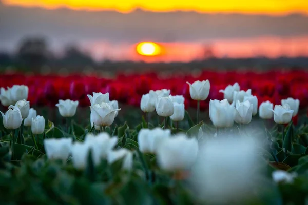 Pôr Sol Sobre Florescente Campo Tulipas Polônia — Fotografia de Stock