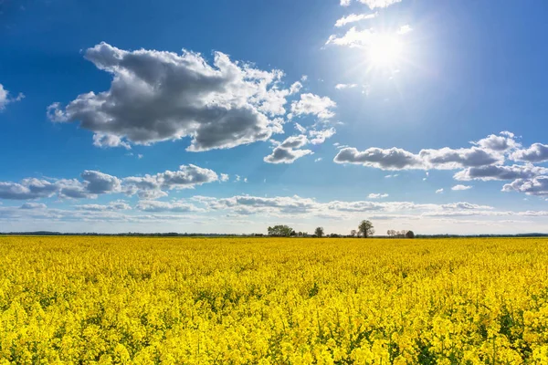 Güneşli bir günde sarı kolza tohumu tarlasıyla güzel bir manzara, Polonya