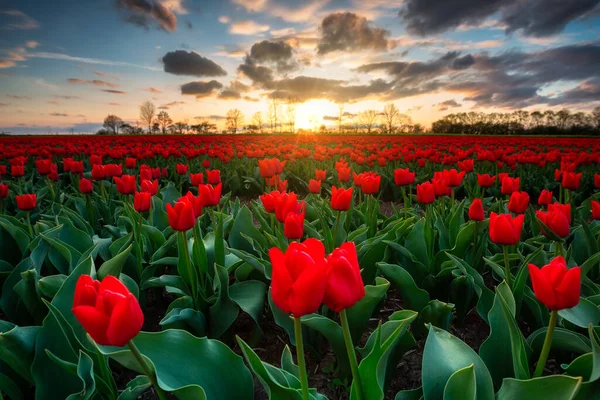 Coucher Soleil Sur Champ Tulipes Fleurs Pologne — Photo