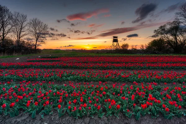 Sunset Blooming Tulip Field Poland — Fotografia de Stock