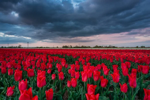 Sonnenuntergang Über Dem Blühenden Tulpenfeld Polen — Stockfoto