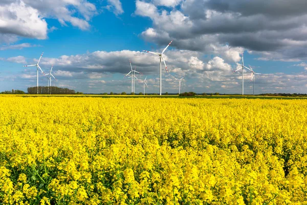 Beautiful Landscape Yellow Rapeseed Field Sunny Day Poland — Stock Photo, Image