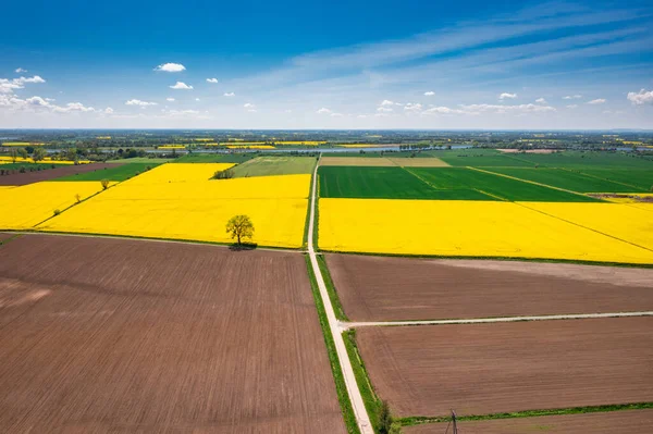 波兰蓝天下黄色油菜地的空中景观 — 图库照片