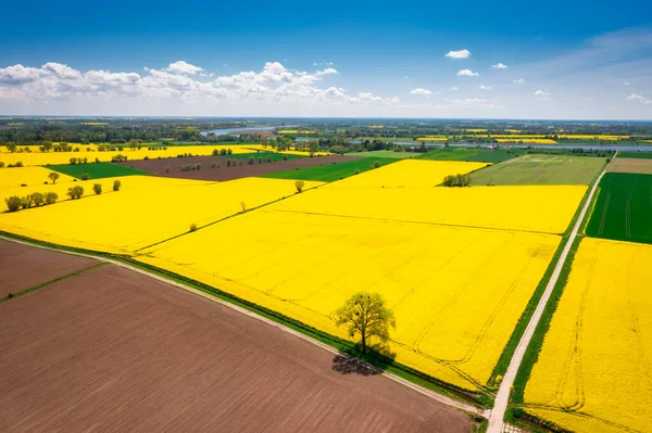 Flygfoto Landskap Gul Raps Fält Blå Himmel Polen — Stockfoto