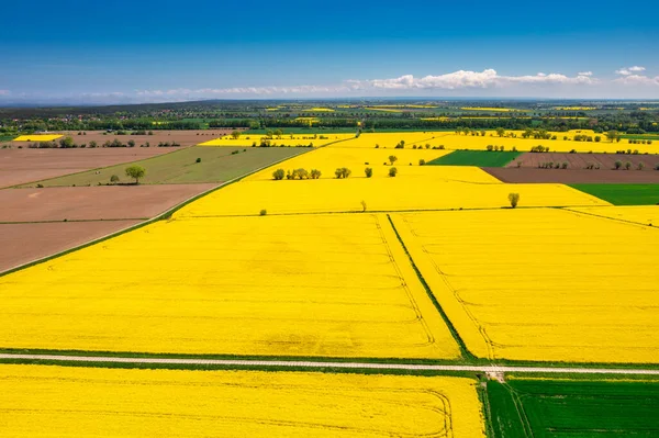 Flygfoto Landskap Gul Raps Fält Blå Himmel Polen — Stockfoto