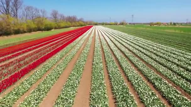Sunny Day Blooming Tulip Field Poland — Stockvideo