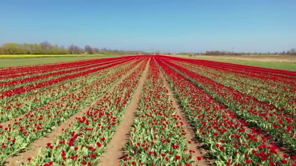 Sunny Day Blooming Tulip Field Poland — Stockvideo