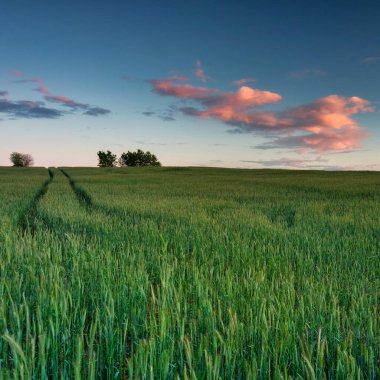 Polonya 'daki buğday tarlasında günbatımı
