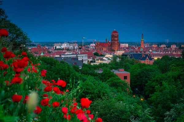Kvetoucí Máky Výhledem Město Gdaňsk Soumraku Polsko — Stock fotografie